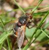 Tachina fera
